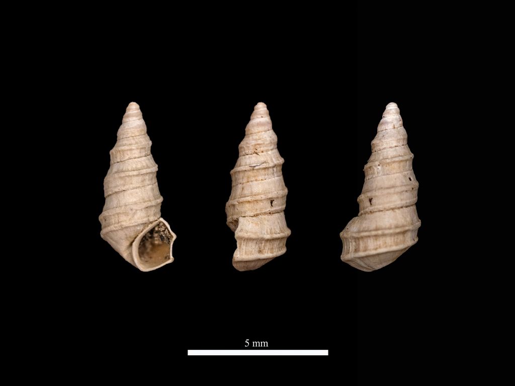 Pyrgula annulata